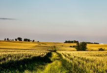 Iowa sports betting revenue up year-on-year in October despite handle dip