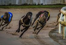 Entain and Arena Racing Company to create greyhound joint venture