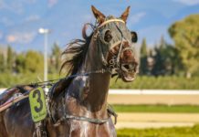 CDI to develop DraftKings horse racing offering